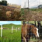 Agriculture Land Fixed Knot Deer Fence